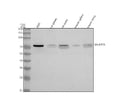 Anti-GALNT15 Antibody Picoband®