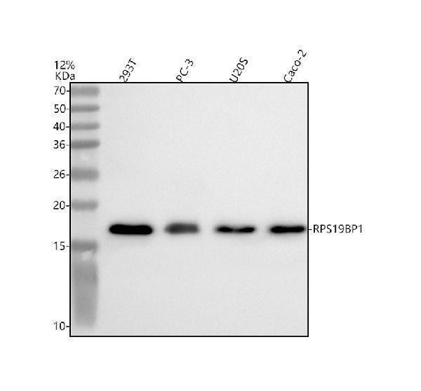 Anti-RPS19BP1 Antibody Picoband®