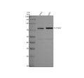 Anti-SLC24A2 Antibody Picoband®