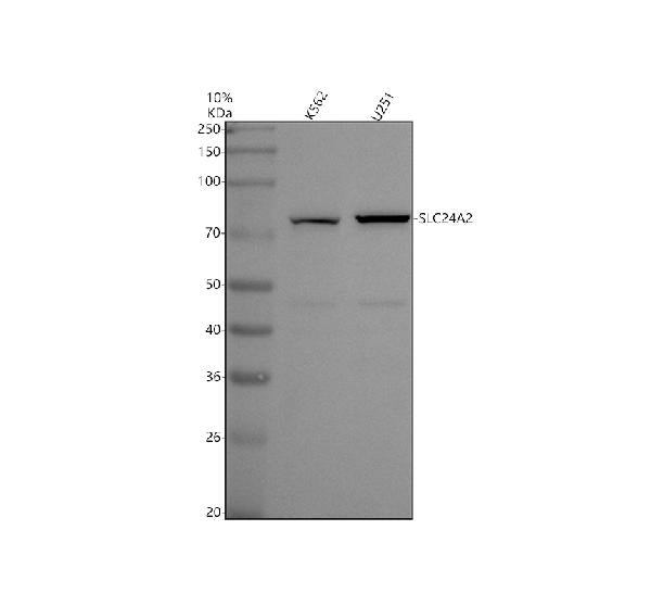 Anti-SLC24A2 Antibody Picoband®
