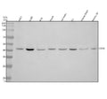 Anti-CBX6 Antibody Picoband®