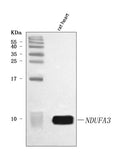 Anti-NDUFA3 Antibody Picoband®