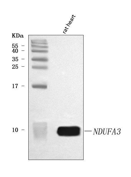 Anti-NDUFA3 Antibody Picoband®