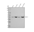 Anti-TMEM175 Antibody Picoband®
