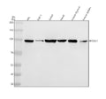 Anti-RASAL3 Antibody Picoband®