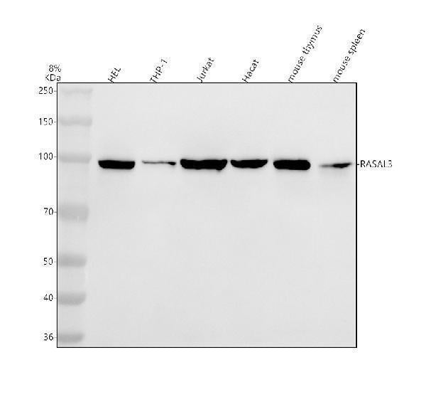 Anti-RASAL3 Antibody Picoband®