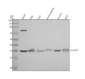 Anti-SLC25A21 Antibody Picoband®
