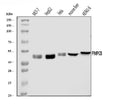 Anti-MPPB/PMPCB Antibody Picoband®