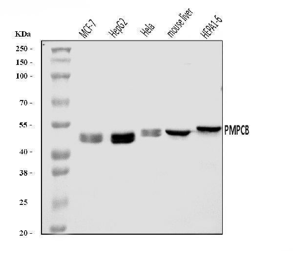 Anti-MPPB/PMPCB Antibody Picoband®