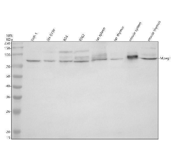 Anti-MPEG1 Antibody Picoband®