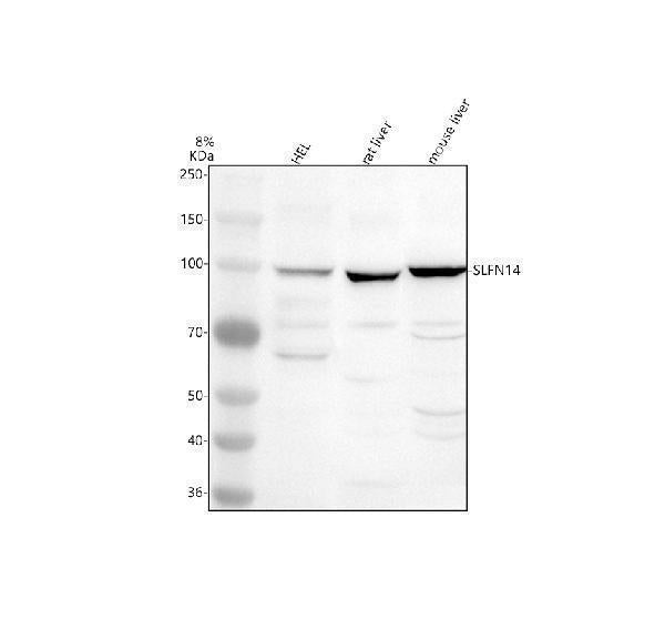 Anti-SLFN14 Antibody Picoband®