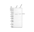 Anti-RNF220 Antibody Picoband®