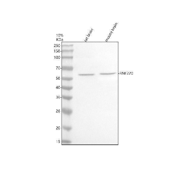 Anti-RNF220 Antibody Picoband®
