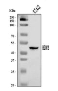 Anti-BZW2 Antibody Picoband®