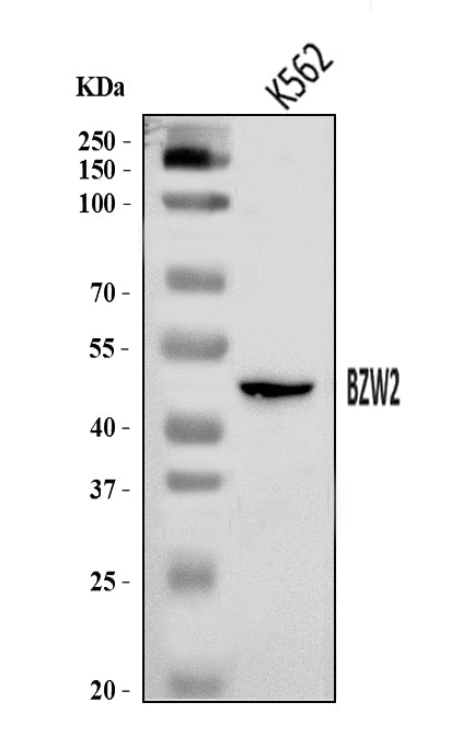 Anti-BZW2 Antibody Picoband®