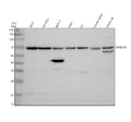 Anti-PKNOX2 Antibody Picoband®