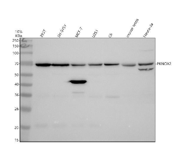 Anti-PKNOX2 Antibody Picoband®