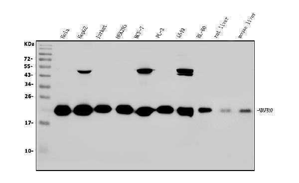 Anti-NDUFB10 Antibody Picoband®
