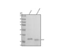 Anti-PCP2 Antibody Picoband®