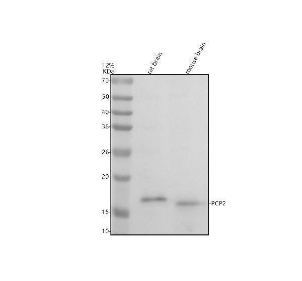 Anti-PCP2 Antibody Picoband®