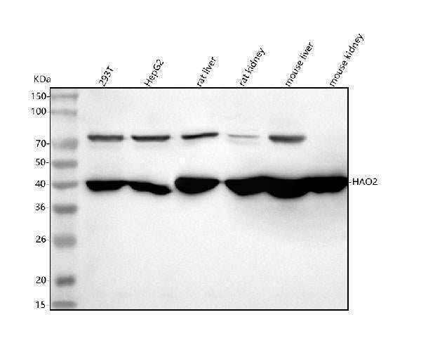 Anti-HAO2 Antibody Picoband®