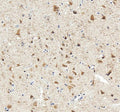 Anti-NeuN/Rbfox3 Antibody Picoband®