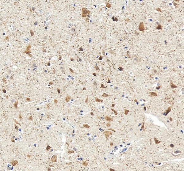 Anti-NeuN/Rbfox3 Antibody Picoband®