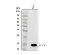 Anti-PLAC8 Antibody Picoband®