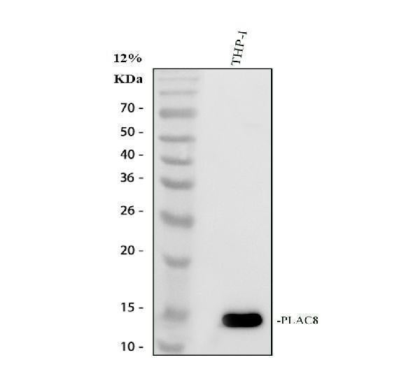 Anti-PLAC8 Antibody Picoband®