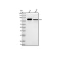 Anti-C1orf103/LRIF1 Antibody Picoband®