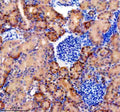 Anti-OSTbeta/SLC51B Antibody