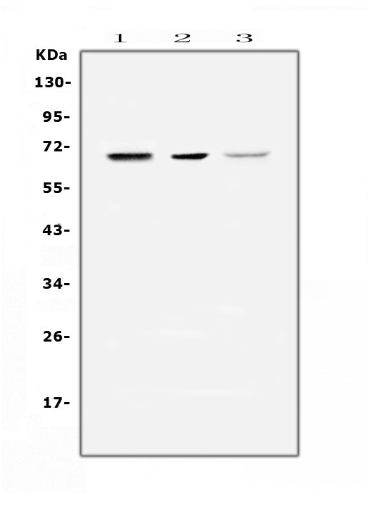 Anti-COBRA1/NELFB Antibody Picoband®