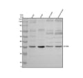 Anti-SFXN4 Antibody Picoband®