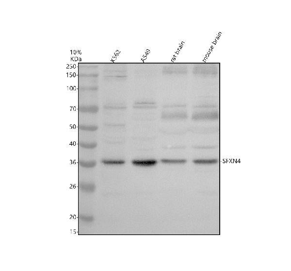 Anti-SFXN4 Antibody Picoband®