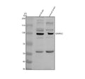 Anti-DAAM2 Antibody Picoband®