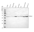 Anti-ST8SIA3 Antibody Picoband®