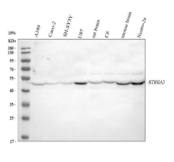 Anti-ST8SIA3 Antibody Picoband®