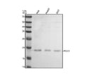 Anti-POLE3 Antibody Picoband®