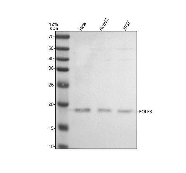 Anti-POLE3 Antibody Picoband®