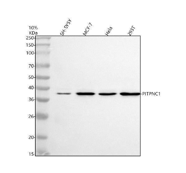 Anti-PITPNC1 Antibody Picoband®