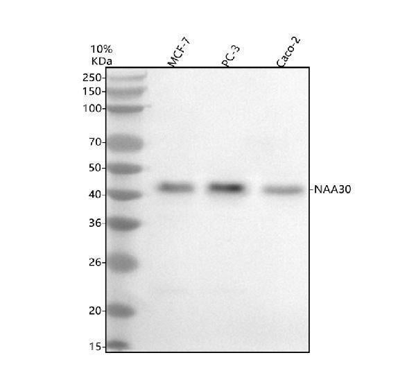 Anti-NAT12/NAA30 Antibody Picoband®