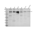 Anti-SLF2 Antibody Picoband®