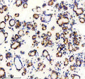 Anti-TENM2 Antibody