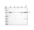Anti-FAM40B/STRIP2 Antibody Picoband®