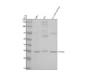 Anti-TRIM40 Antibody Picoband®