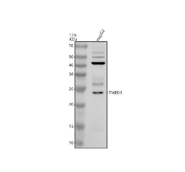 Anti-TMED1 Antibody Picoband®