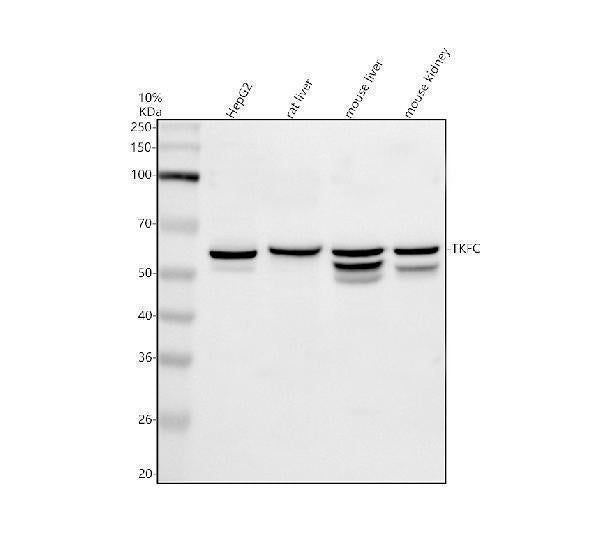Anti-DAK/TKFC Antibody Picoband®