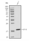 Anti-IGF2-AS Antibody Picoband®