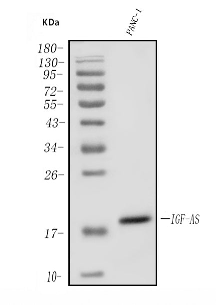 Anti-IGF2-AS Antibody Picoband®