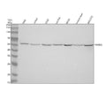 Anti-PSMD5 Antibody Picoband®